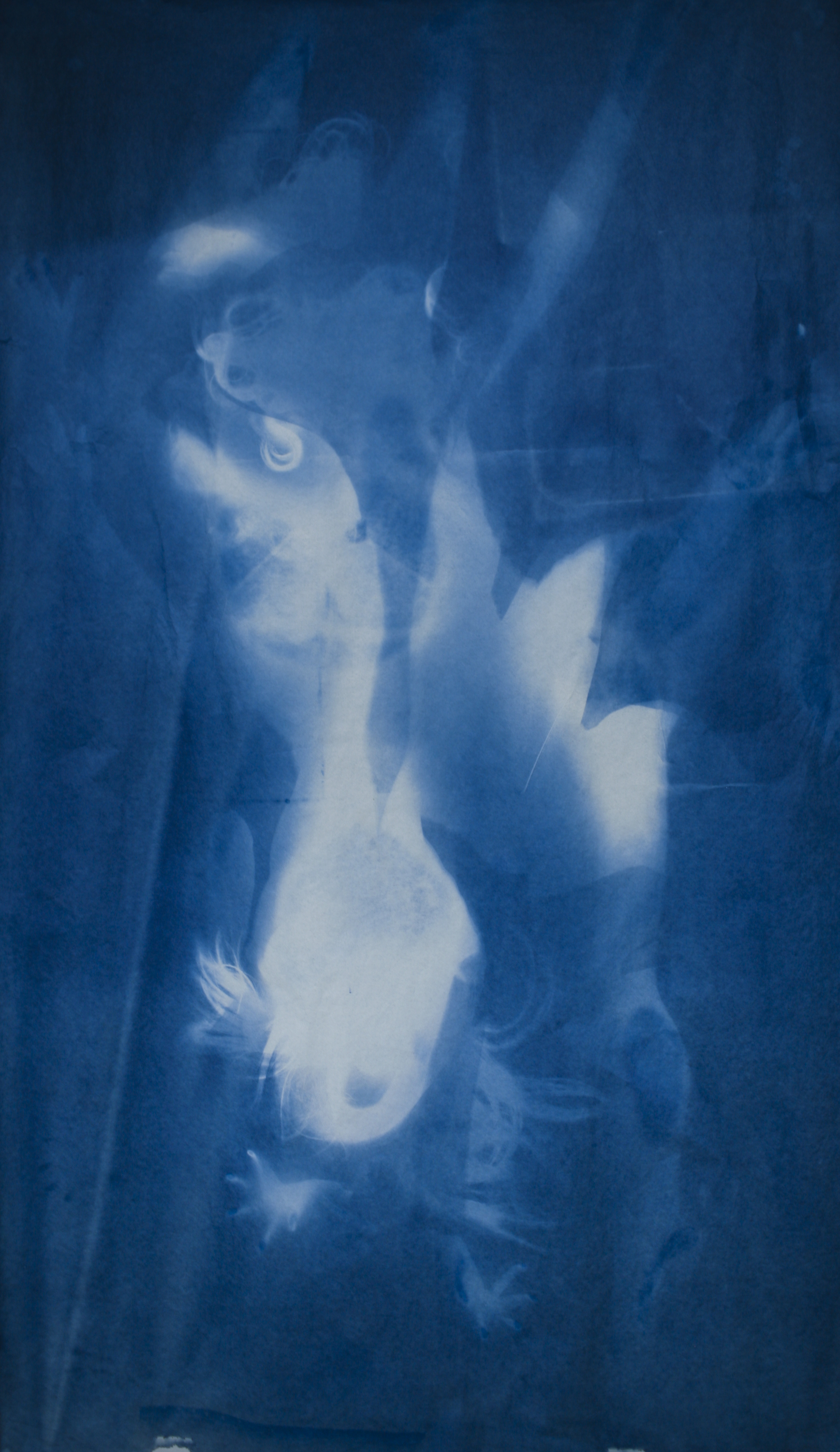 将要展出的作品其一： EtherealEvolving6, 2018 演·化 6 Cyanotype on paper  纸面蓝晒(氰版照相法) 82 x 47 inch (208.3 x 119.4 cm) .jpg