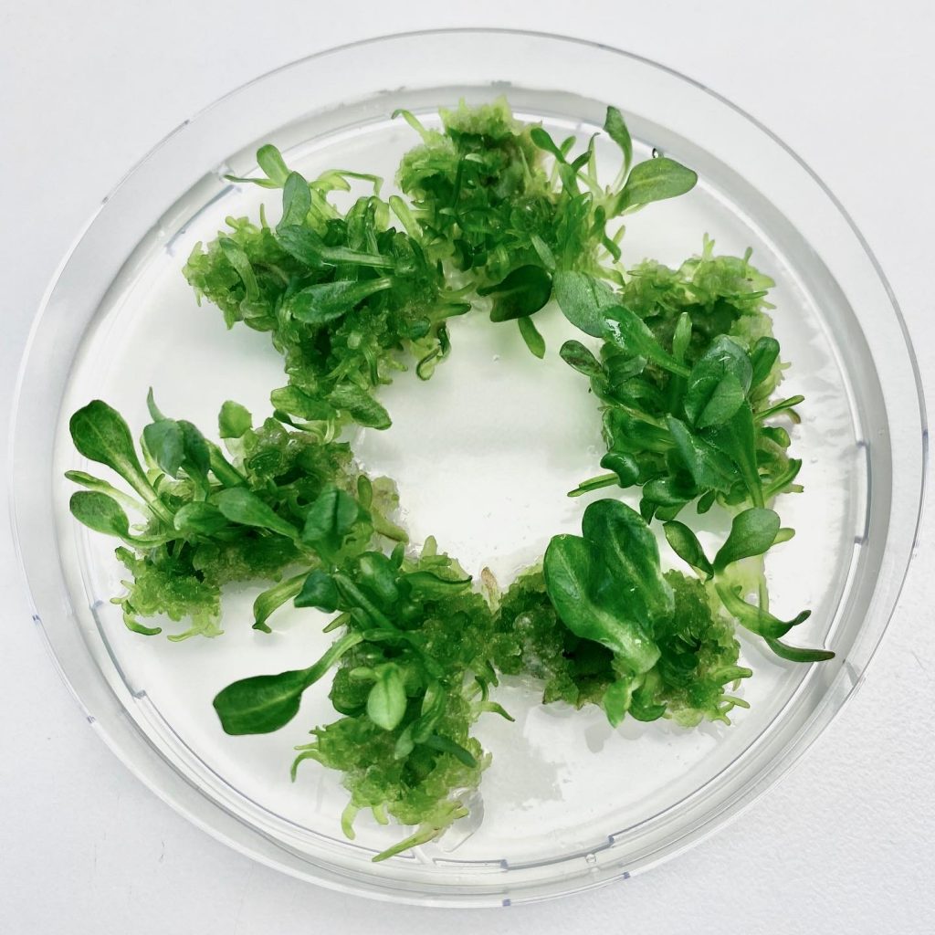 Chicory Plants grown from Protoplasts.jpg