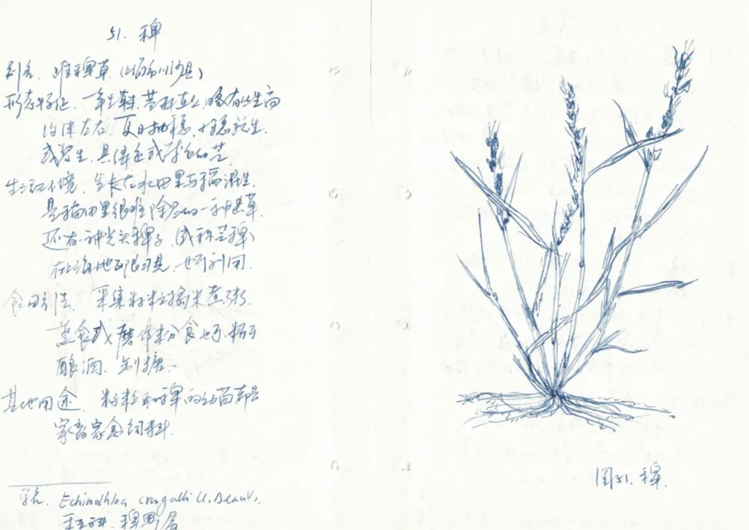 Zheng Bo, Survival Manual I (Hand-Copied 1961 %22Shanghai’s Wild Edible Plants%22)，2015－2.jpg