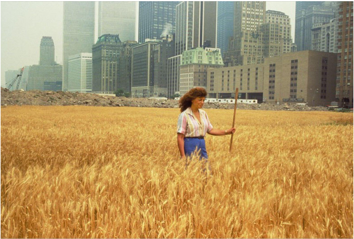 艾格尼斯·丹尼斯（Agnes Denes） 麦田-对抗 （Wheatfield—a Confrontation） 1982 .png