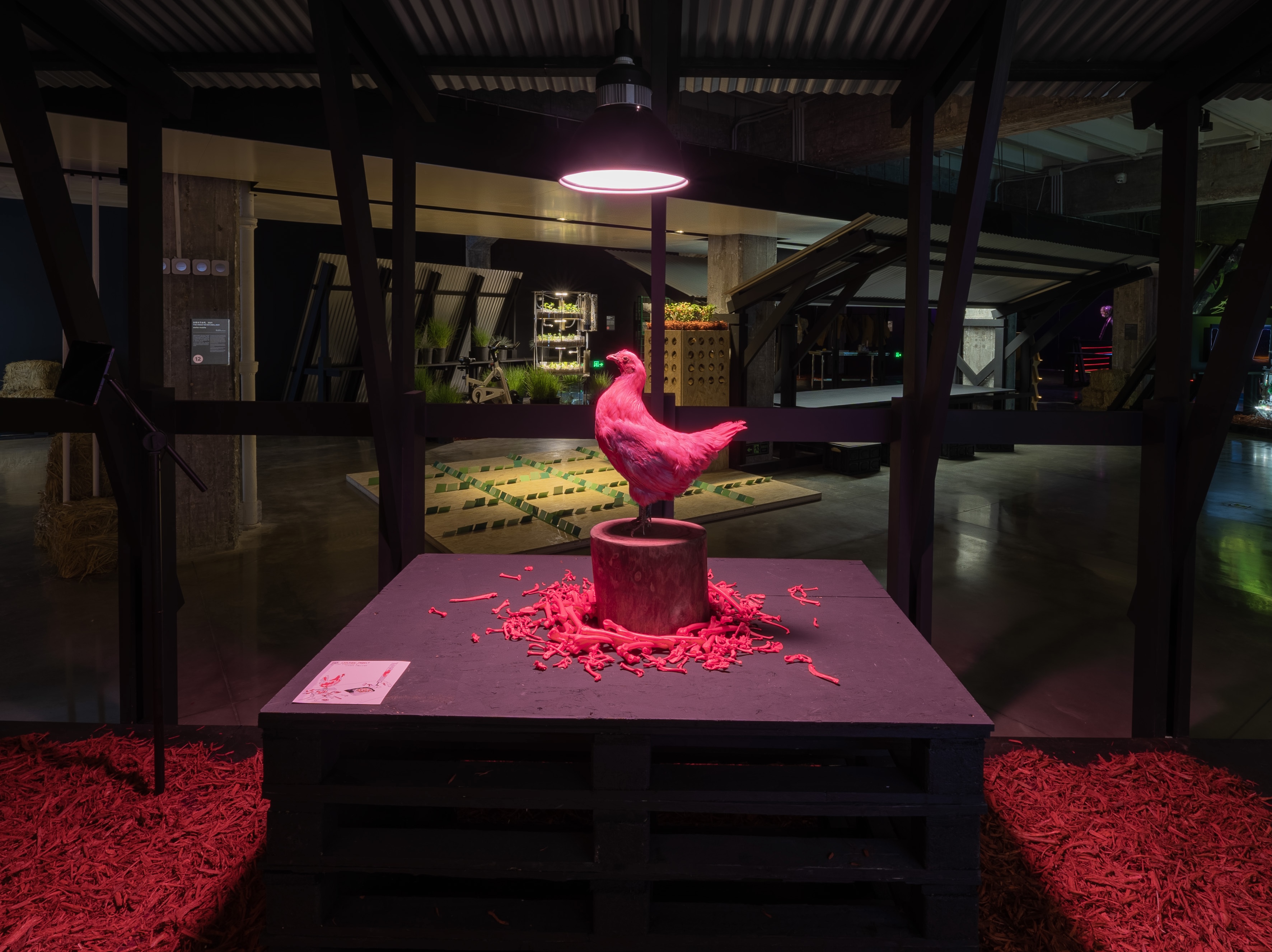 粉红鸡计划Pink Chicken Project, Nonhuman Nonsense Studio, 混合媒介, 2017.jpg