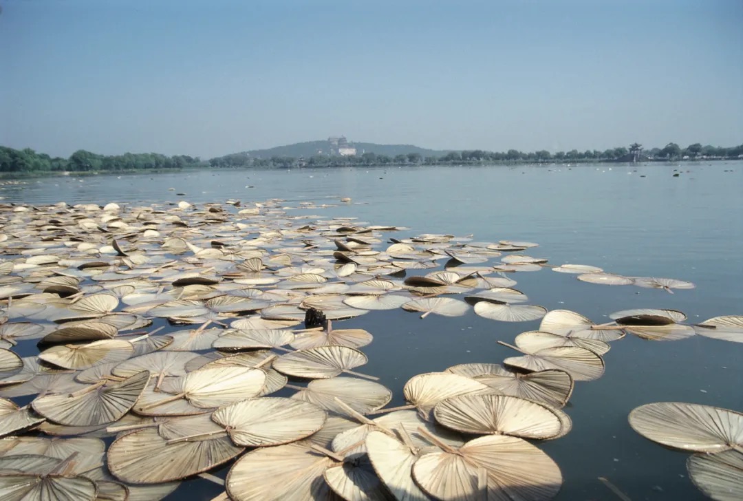 14 Qin Yufen, “Lotus in the Wind”, Ten thousand cattail leaves fans, performance installation, 1994, Kunming Lake, Summer Palace, Beijing.jpg