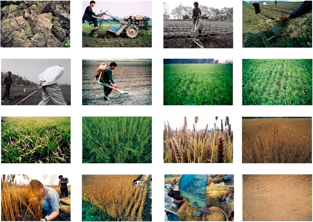 22 Wang Jianwei, “Planting—Cycle”, Photograph, digital micro-print, 29×44cm, 16 sheets in total, 1994.jpg