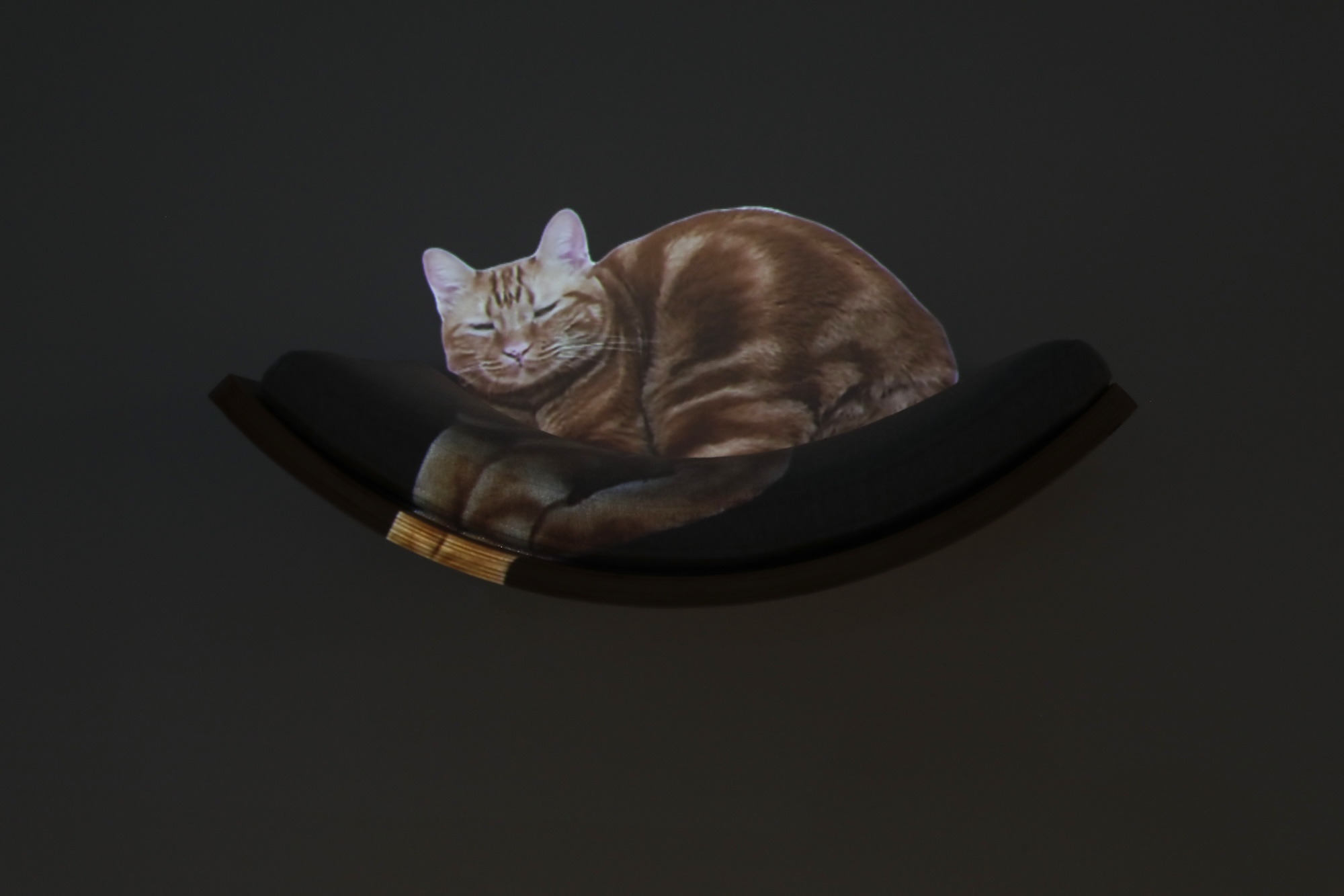 25 Visitors may inadvertently discover a cat image through projection devices.jpg